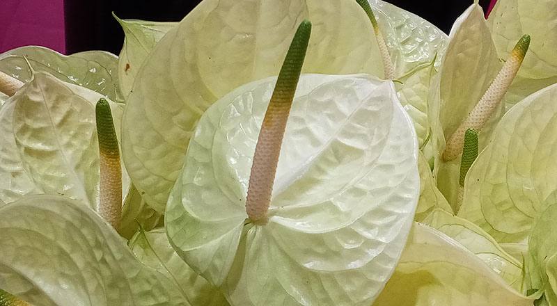 火鶴花 黃瑪莉 (圖片6)