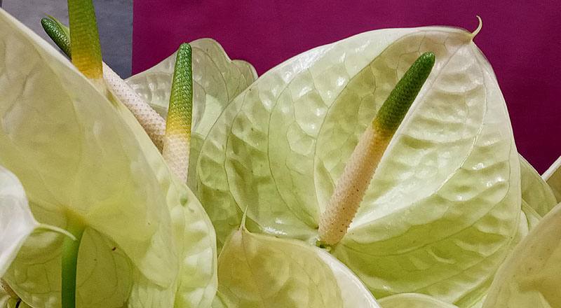 火鶴花 黃瑪莉 (圖片5)