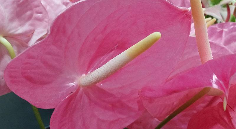 火鶴花 夏粉 (圖片5)