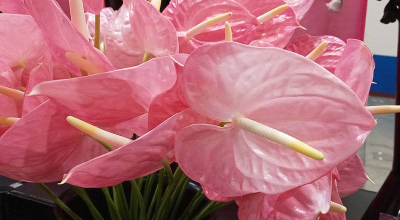 火鶴花 夏粉 (圖片7)