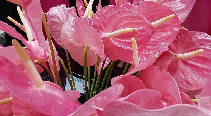 火鶴花 夏粉 (圖片4)