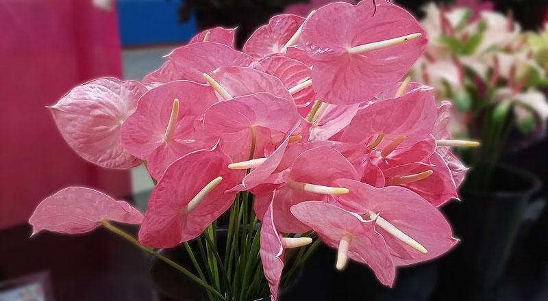 火鶴花 夏粉 (圖片2)