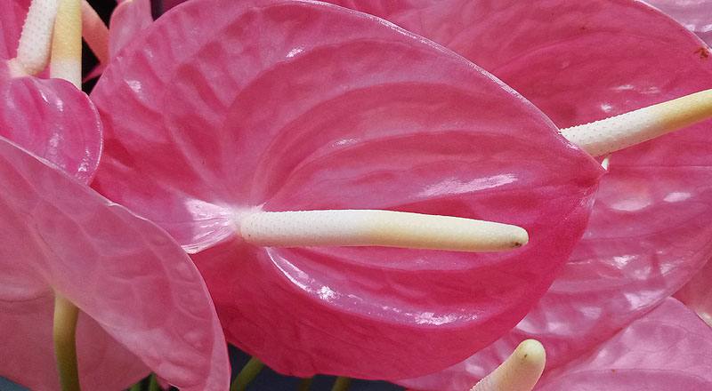 火鶴花 夏粉 (圖片6)