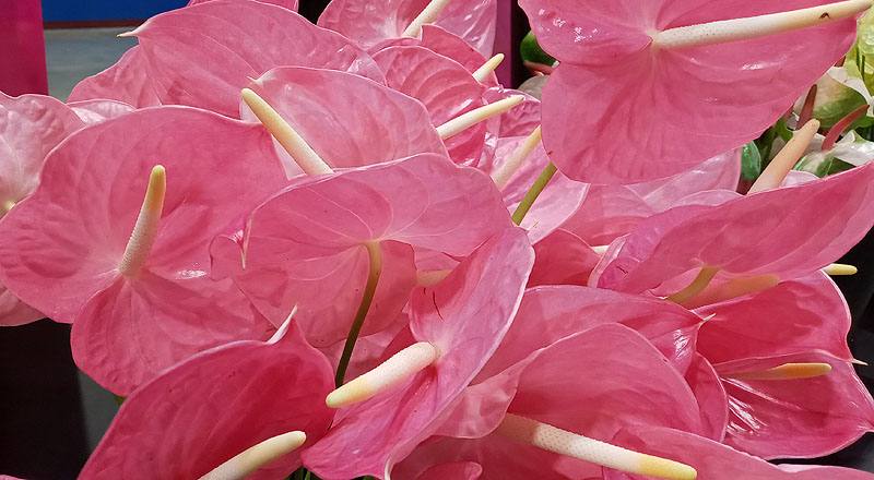 火鶴花 夏粉 (圖片3)