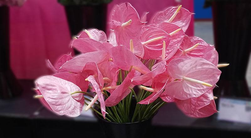 火鶴花 夏粉 (圖片1)