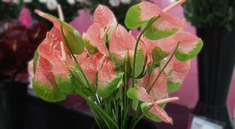 火鶴花 粉綠邊 (圖片2)