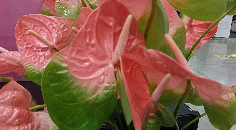 火鶴花 粉綠邊 (圖片5)