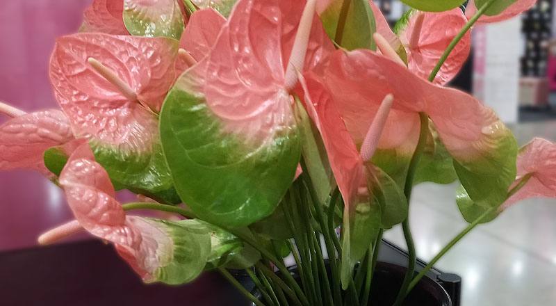 火鶴花 粉綠邊 (圖片3)