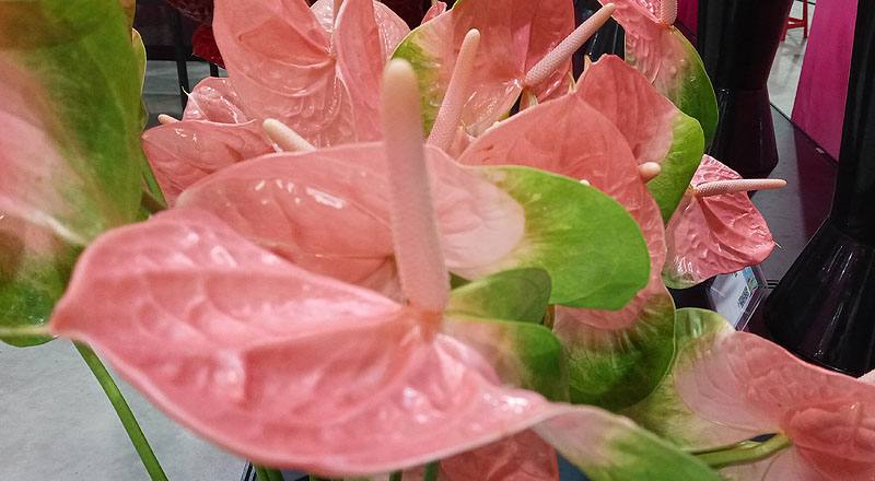火鶴花 粉綠邊 (圖片6)