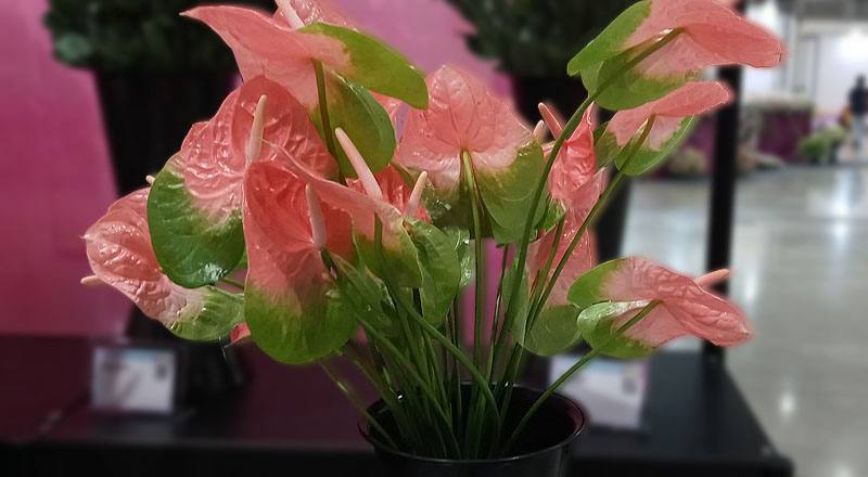 火鶴花 粉綠邊 (圖片1)