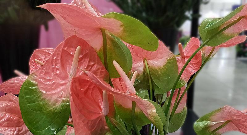 火鶴花 粉綠邊 (圖片4)