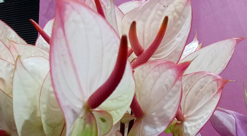 火鶴花 夢幻 (圖片6)