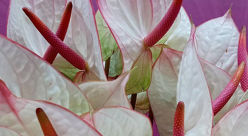 火鶴花 夢幻 (圖片7)