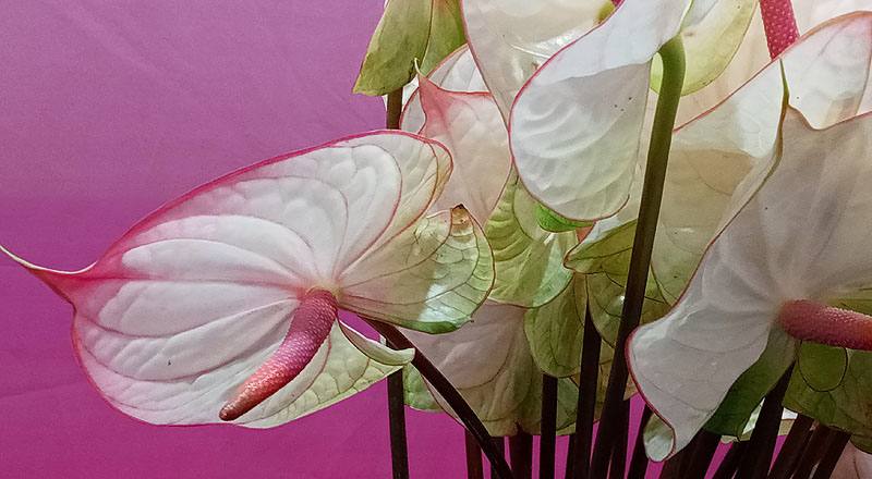 火鶴花 夢幻 (圖片3)