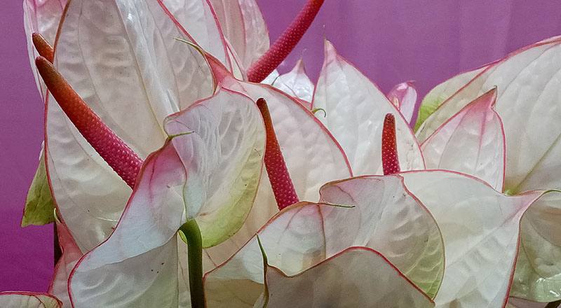 火鶴花 夢幻 (圖片4)