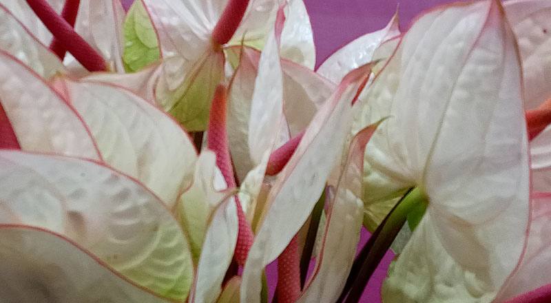 火鶴花 夢幻 (圖片5)