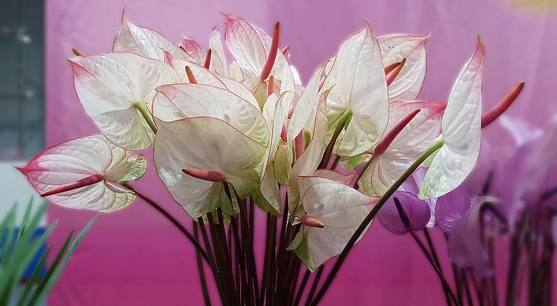 火鶴花 夢幻 (圖片2)