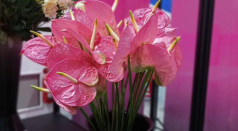 火鶴花 羅莎 (圖片1)