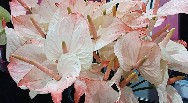 火鶴花 太極 (圖片5)