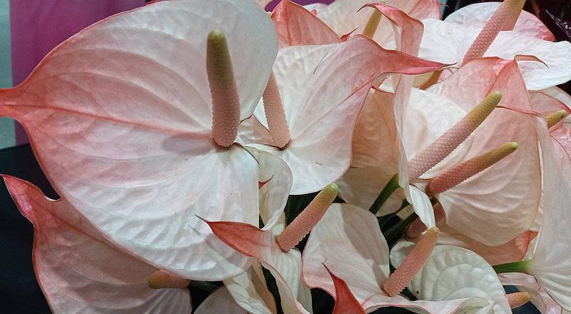 火鶴花 太極 (圖片7)