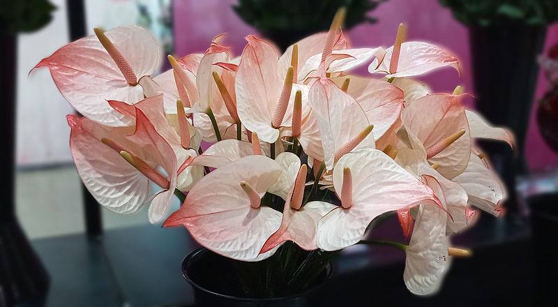 火鶴花 太極 (圖片1)