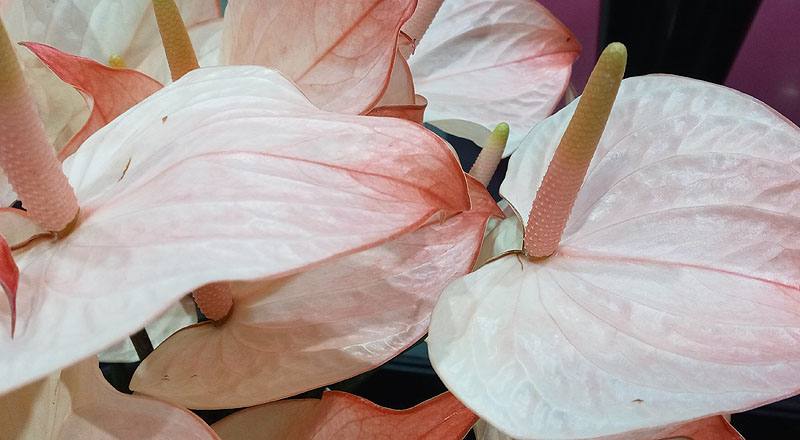 火鶴花 太極 (圖片6)