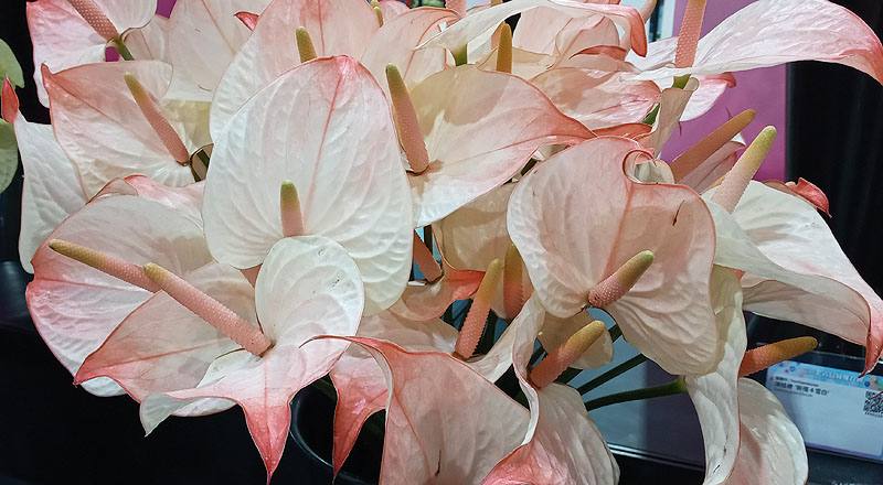 火鶴花 太極 (圖片4)