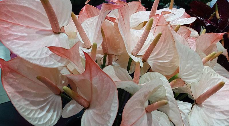 火鶴花 太極 (圖片3)