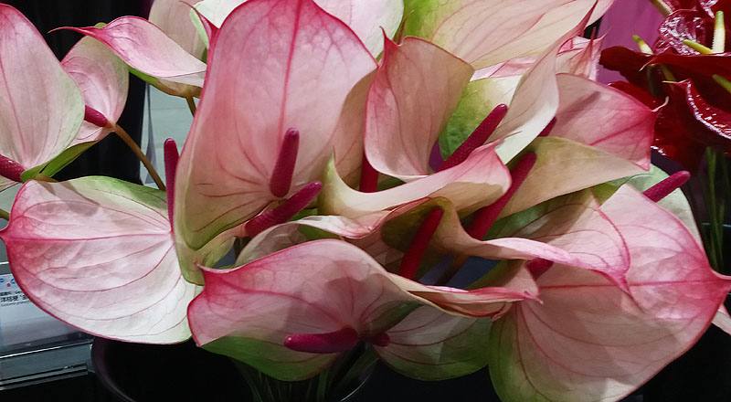 火鶴花 小紅莓 (圖片3)