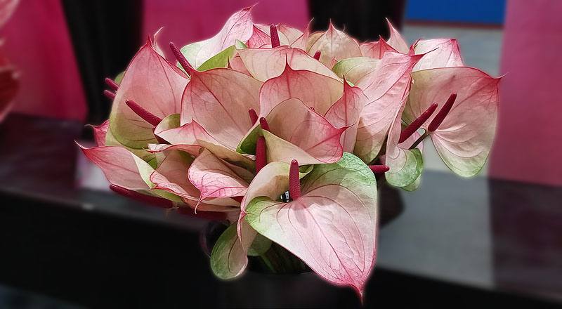 火鶴花 小紅莓 (圖片2)