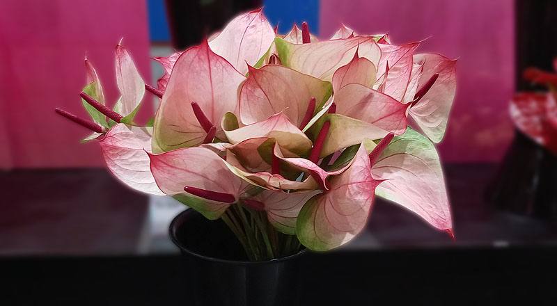 火鶴花 小紅莓 (圖片1)