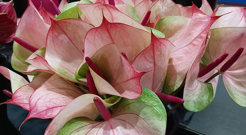 火鶴花 小紅莓 (圖片4)