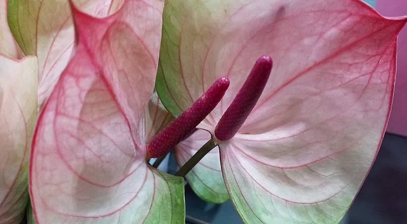 火鶴花 小紅莓 (圖片5)