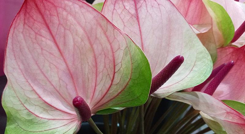 火鶴花 小紅莓 (圖片6)