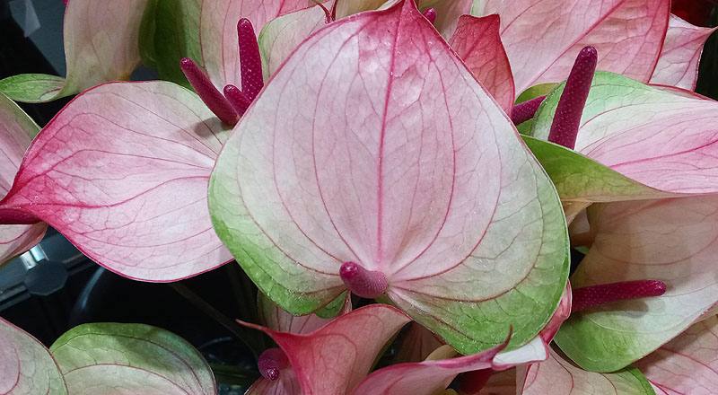 火鶴花 小紅莓 (圖片7)