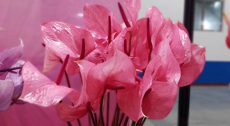 火鶴花 粉蕾絲 (圖片2)