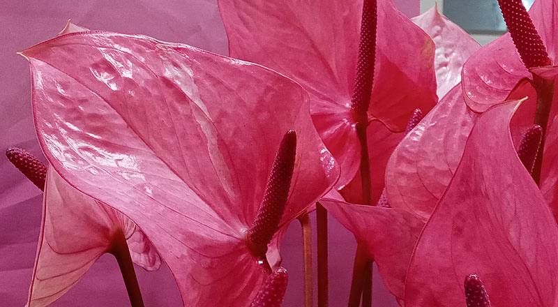 火鶴花 粉蕾絲 (圖片4)