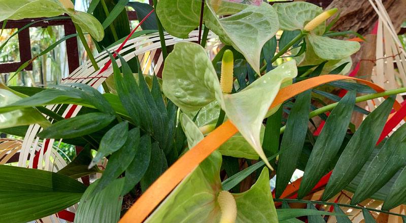 火鶴花 綠紅心 (圖片1)