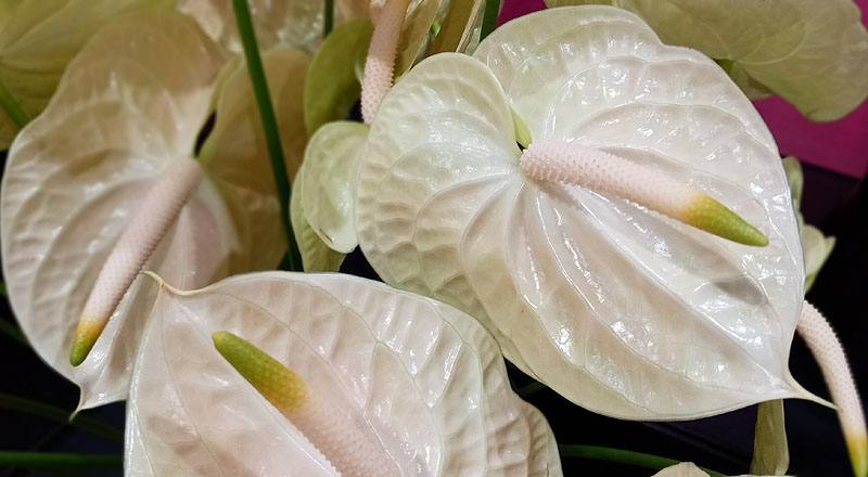 火鶴花 雷夢娜 (圖片7)