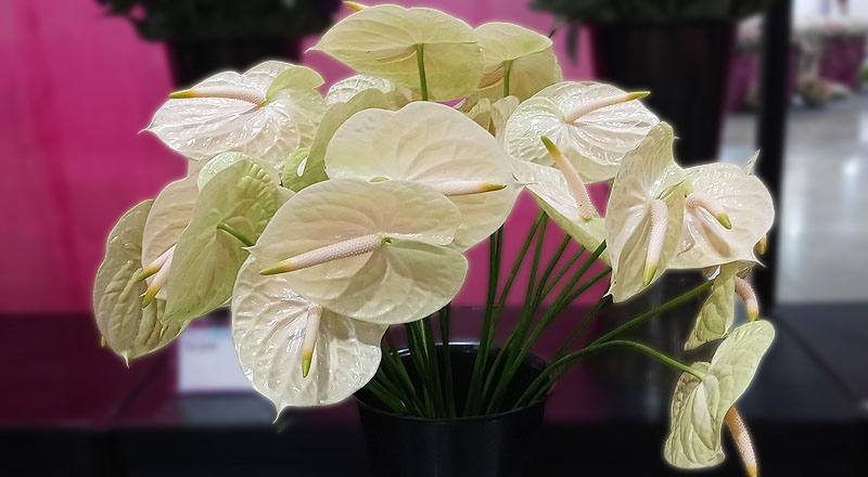 火鶴花 雷夢娜 (圖片2)