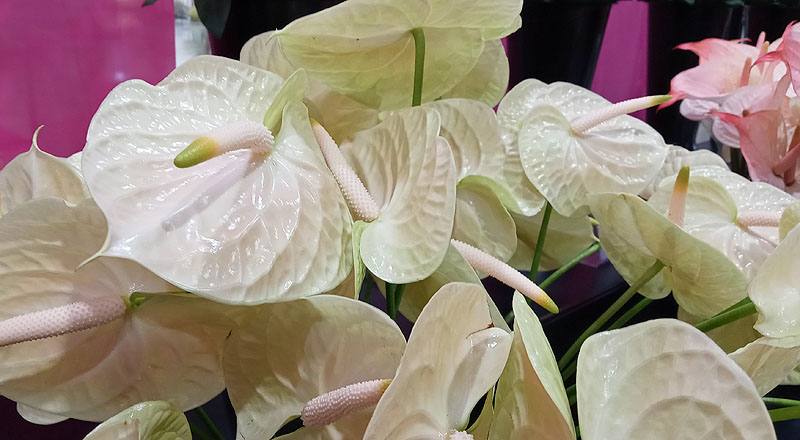 火鶴花 雷夢娜 (圖片5)