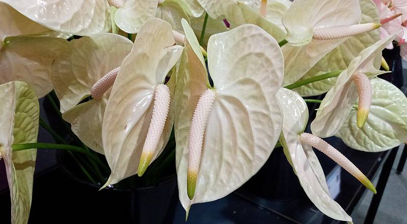 火鶴花 雷夢娜 (圖片6)