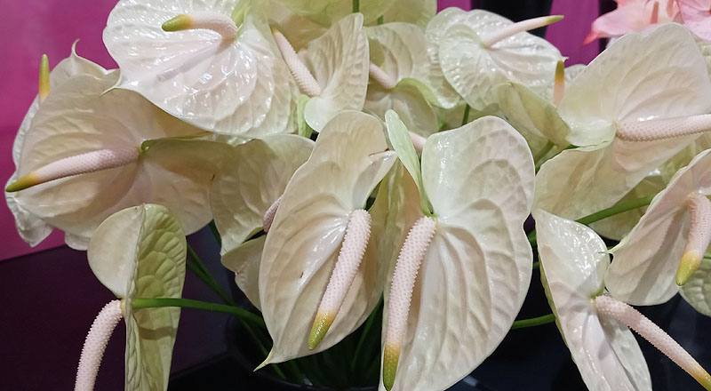 火鶴花 雷夢娜 (圖片4)