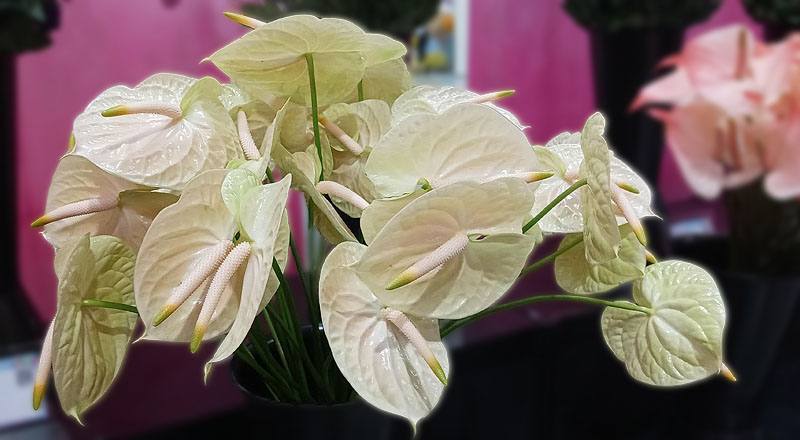 火鶴花 雷夢娜 (圖片1)