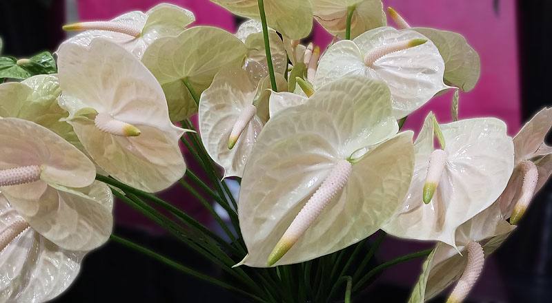 火鶴花 雷夢娜 (圖片3)