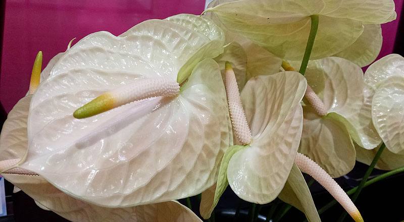 火鶴花 雷夢娜 (圖片8)