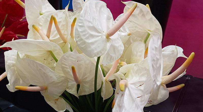 火鶴花 香檳 (圖片4)