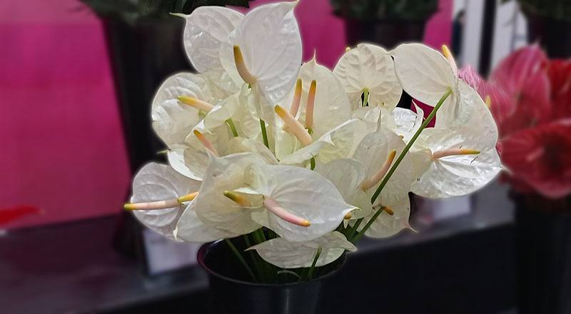 火鶴花 香檳 (圖片1)