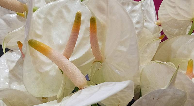 火鶴花 香檳 (圖片5)