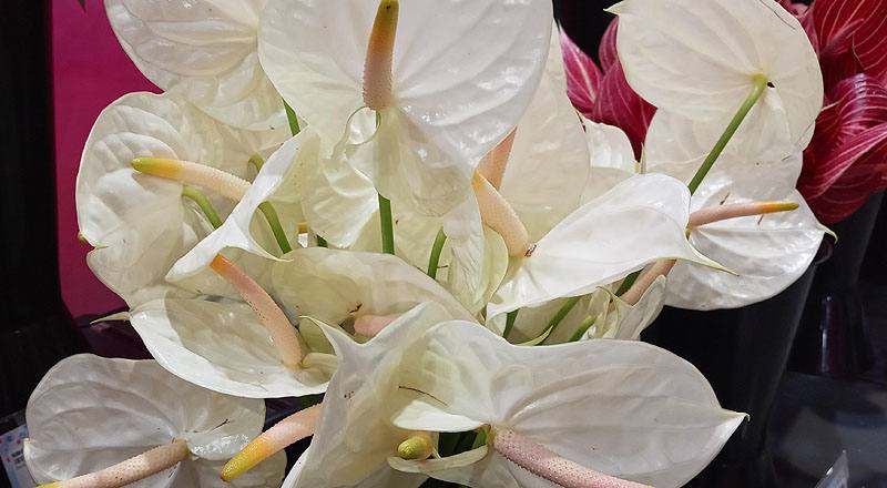 火鶴花 香檳 (圖片3)